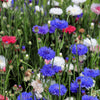 1000 Mixed BACHELORS BUTTON CORNFLOWER Centaurea Seeds