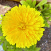 500 PACIFIC Beauty YELLOW MARIGOLD Calendula Officinalis Flower Seeds