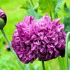 250 PURPLE PEONY POPPY Papaver Paeoniflorum Huge Double Flower Seeds