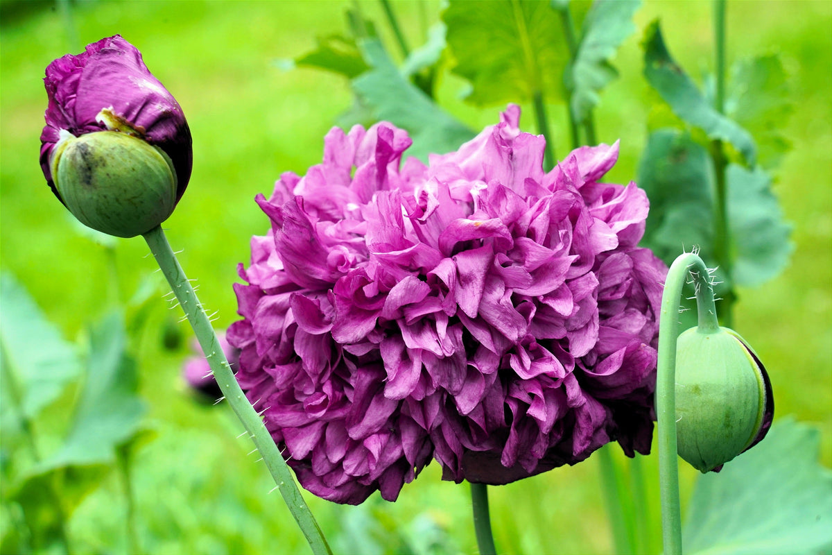 Organic Peony Poppy Mix Seeds – Papaver Paeoniflorum Mixed Colors Red, White, Pink, Black, Purple, Salmon – photo 3