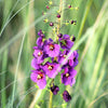 50 VIOLETTA VERBASCUM Phoeniceum Purple Mullein Nectar Flower Seeds