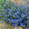 100 BLUE & SCARLET PIMPERNEL Anagallis Monellii Anagallis Arvensis Flower Seeds