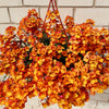 50 ORANGE PRINCE NEMESIA Strumosa Flower Seeds