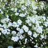 350 PURITY WHITE COSMOS Cosmos Bipinnatus Flower Seeds