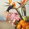 5 TROPICAL BIRD OF PARADISE Strelitzia Reginae Crane Flower Houseplant Seeds