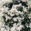 20 SWEET AUTUMN CLEMATIS Paniculata Fragrant White Flower Vine Seeds