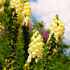 100 YELLOW FOXGLOVE Digitalis Grandiflora Sun or Shade Pollinator aka Large Foxglove or Big-Flowered Foxglove - Flower Seeds