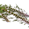 50 MOTHERWORT (Lions Tail / Heartwort) Leonurus Cardiaca Herb Flower Seeds