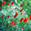100 RED CALIFORNIA POPPY Eschscholzia Californica Native Flower Seeds