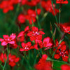100 RED CARDINAL DIANTHUS Deltoides Flower Seeds
