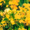 30 YELLOW BEEPLANT Cleome Lutea Golden Bee Plant Spiderflower Native Flower Seeds