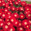 100 Gelato Bright RED ICE PLANT Mesembryanthemum Daisy Livingstone Flower Seeds