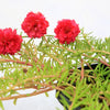100 Red PORTULACA Grandiflora / MOSS ROSE Succulent Flower Seeds