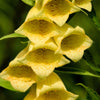 100 YELLOW FOXGLOVE Digitalis Grandiflora Sun or Shade Pollinator aka Large Foxglove or Big-Flowered Foxglove - Flower Seeds