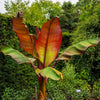 5 RED ABYSSINIAN BANANA Musa Ensete Ventricosum Flowering Fruit Tree Seeds