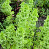 150 BELLS OF IRELAND ( Lady In The Bathtub / Shell Flower ) Moluccella Laevis Green Flower Seeds