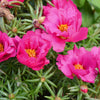 100 Pink PORTULACA Grandiflora / MOSS ROSE Flower Seeds
