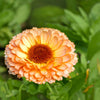 20 ZEOLIGHTS CALENDULA Officinalis MARIGOLD Flower Seeds Zeolight Coral Peach Apricot Pink