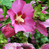 25 Dark Pink ROSE Of SHARON HIBISCUS Syriacus Flower Tree Bush Seeds