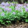 1500 DAMES ROCKET (Danask Violet) Hesperis Matronalis Dame's Purple Flower Seeds