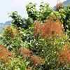 30 CHINESE SUMAC TREE Nutgall White Flowers Red Berries Rhus Chinensis Seeds
