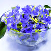 30 Dark Blue NIKITA GENTIAN Gentiana Dahurica Siberian Flower Herb Seeds