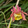 100 ORIENTAL COLUMBINE Plum & White Aquilegia Vulgaris Flower Seeds