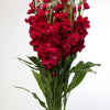 50 Crimson RED STOCK Matthiola Incana Ten-Week Gillyflower Seeds