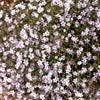 50 Light Pink TUNIC FLOWER Coat Flower Petrorhagia Saxifraga Saxifrage Seeds