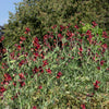 Black Knight Sweet Pea Lathyrus Odoratus Fragrant Flower Vine Seeds – photo 9
