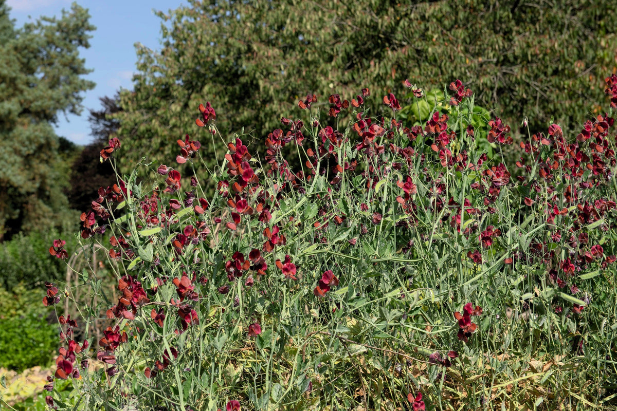 Black Knight Sweet Pea Lathyrus Odoratus Fragrant Flower Vine Seeds – photo 9