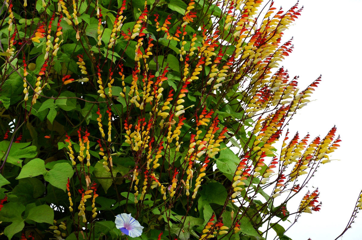 Firecracker Vine Seeds – Flower Mina Lobata Exotic Love Spanish Flag Ipomoea – photo 10