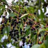 30 BLACK CHERRY Fruit Tree Prunus Serotina Fragrant White Flowers Seeds
