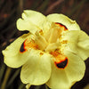 20 YELLOW AFRICAN IRIS Fortnight Lily Dietes Bicolor Butterfly Flag Spanish Peacock Iris Flower Seeds