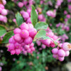 25 CORALBERRY Shrub Flower Pink Indian Currant Symphoricarpos Orbiculatus Seeds