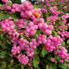25 CORALBERRY Shrub Flower Pink Indian Currant Symphoricarpos Orbiculatus Seeds
