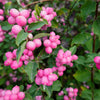 25 CORALBERRY Shrub Flower Pink Indian Currant Symphoricarpos Orbiculatus Seeds