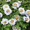 10 TREE PEONY Mountain Paeony Paeonia Suffruticosa Arborea Mixed Colors Red Pink White Purple Yellow Bicolor Flower Shrub Seeds