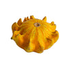 25 TEN COMMANDMENTS GOURD Mix Crown of Thorns Mixed Colors Cucurbita Pepo Seeds
