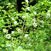 10 OYAMA MAGNOLIA TREE White Pink Flower Pink Pod Sieboldii Siebolds Shrub Seeds