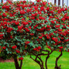 20 SILVER BUFFALOBERRY Shepherdia Argentea Red Fruit Native Bullberry Berry Shrub Seeds
