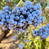50 BLUE ELDERBERRY Sambucus Cerulea Arizona Blue Elder Tree Shrub Fruit Berry Seeds