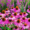 1000 Bulk BRIGHT STAR CONEFLOWER Echinacea Purpurea Lavender Bright Rose Pink Flower Seeds