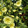 25 YELLOW HOLLYHOCK Alcea Rosea Flower Seeds Perennial