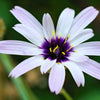 25 WHITE CUPID'S DART Love Plant Catananche Caerulea Flower Seeds