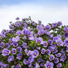 1000 BULK Mixed Colors ROSE Of SHARON HIBISCUS Syriacus Flower Tree Shrub Seeds