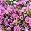 1000 BULK Mixed Colors ROSE Of SHARON HIBISCUS Syriacus Flower Tree Shrub Seeds