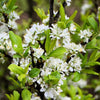 5 BEACH PLUM Prunus Maritima Native Edible Fruit Shrub Bush White Flower Seeds
