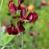 Black Knight Sweet Pea Lathyrus Odoratus Fragrant Flower Vine Seeds – photo 6