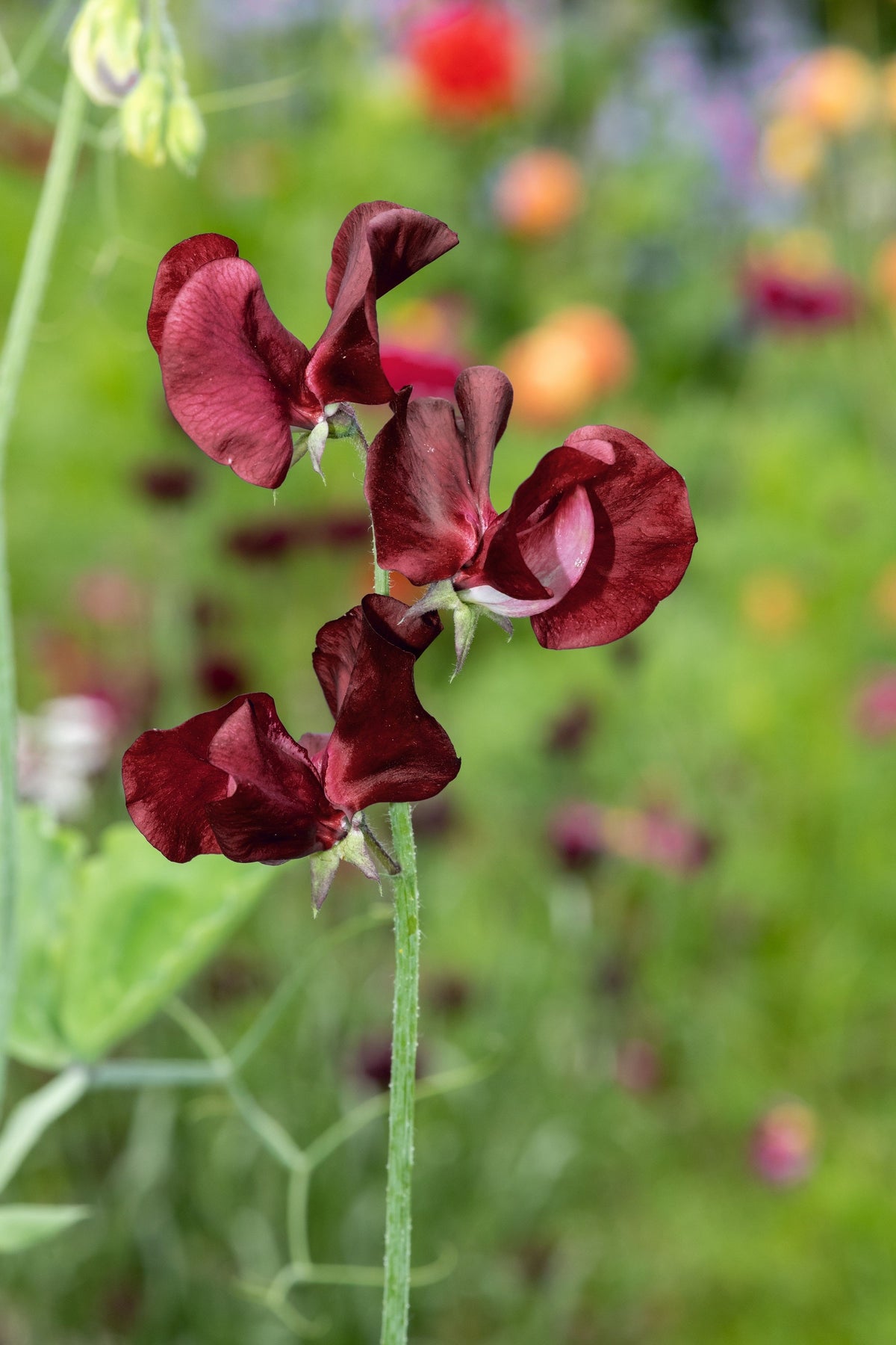 Black Knight Sweet Pea Lathyrus Odoratus Fragrant Flower Vine Seeds – photo 6